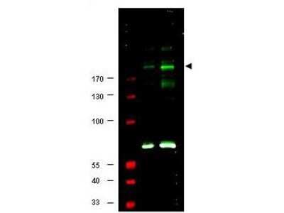 Western Blot: IRS1 [p Ser307] Antibody [NBP1-78078]